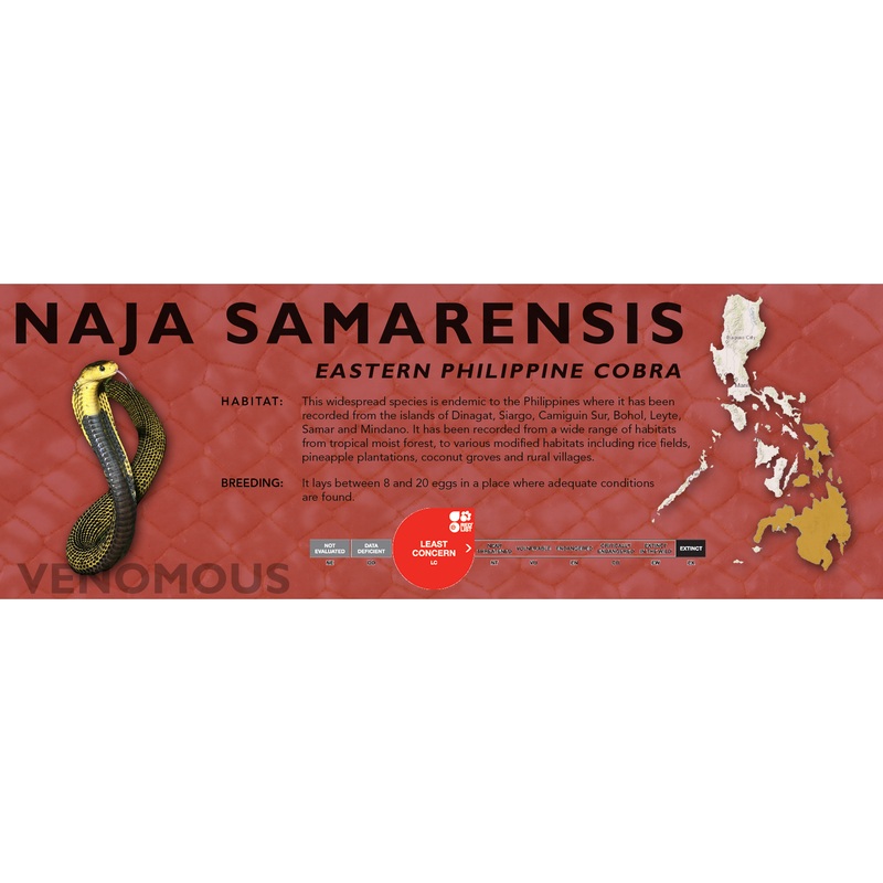 Eastern Philippine Cobra (Naja samarensis) Classic Vivarium Label Original