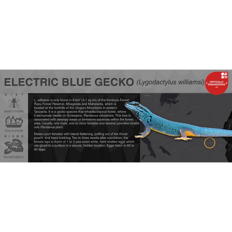 Electric Blue Gecko (Lygodactylus williamsi) – Black Series Vivarium Label Black