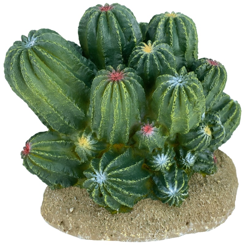 Komodo Barrel Cactus 4″