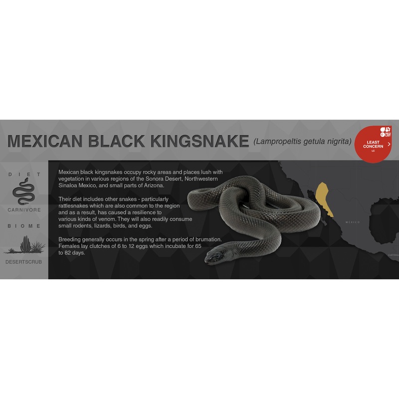 Mexican Black Kingsnake (Lampropeltis getula nigrita) – Black Series Vivarium Label Black