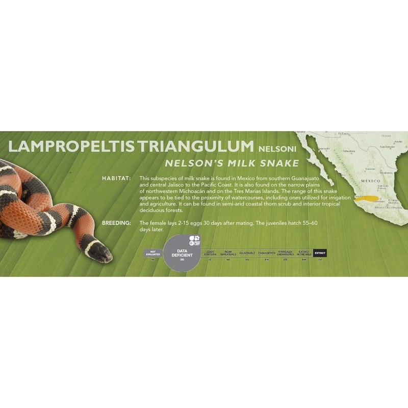 Nelson’s Milk Snake (Lampropeltis triangulum nelsoni) Classic Vivarium Label