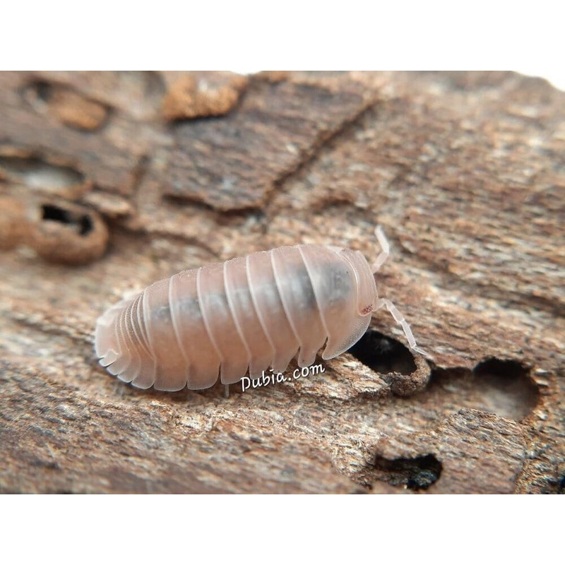 “Papaya” Isopods (Cubaris Murina)