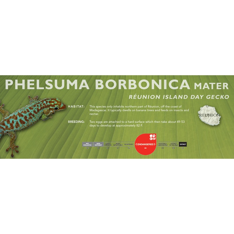 Runion Island Day Gecko (Phelsuma borbonica mater) Classic Vivarium Label Standard