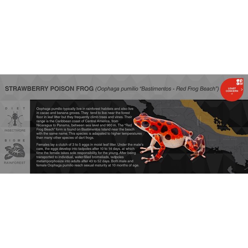Strawberry Poison Frog (Oophaga pumilio) – Black Series Vivarium Label Almirante Black
