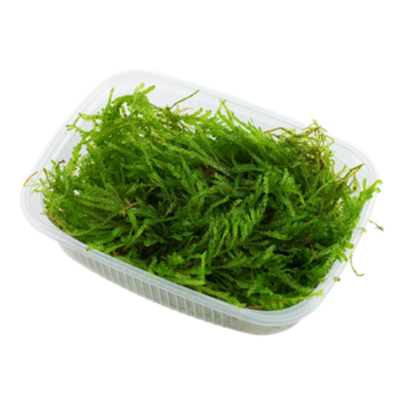 Vesicularia ferriei Weeping Moss (Portion in Container)