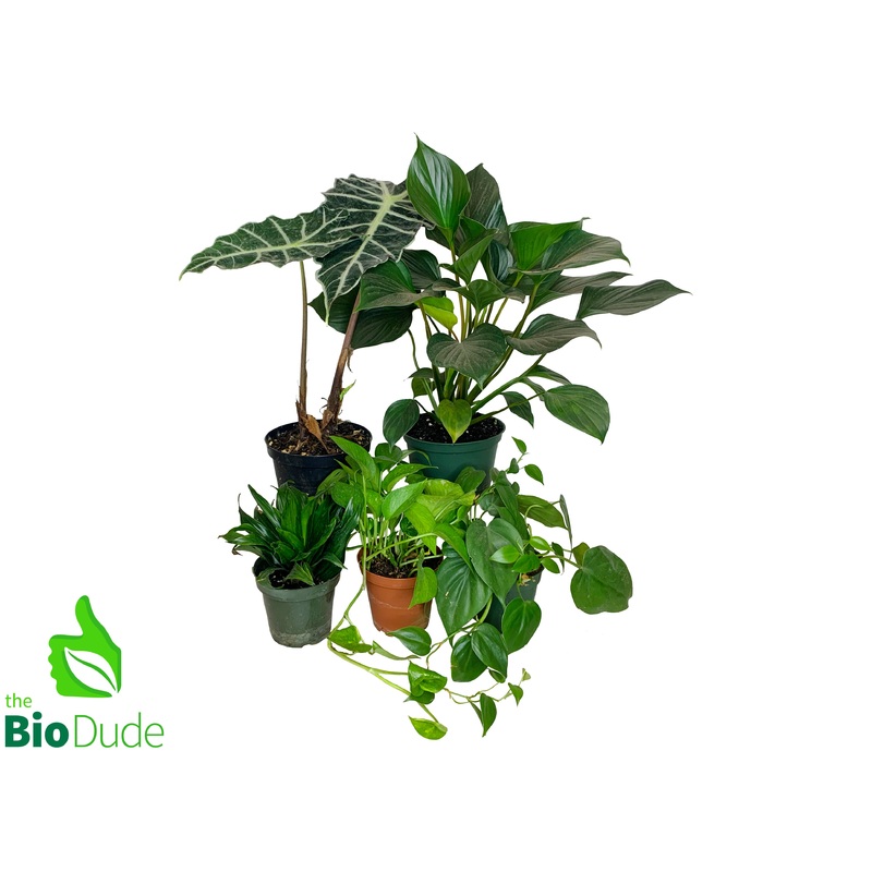 White’s Tree Frog Plant Pack V2