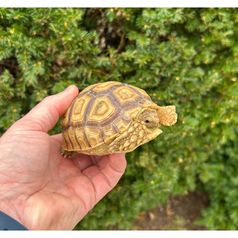4-5 Sulcata Tortoise (3)