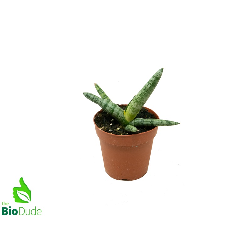 4″ Pot Sansevieria Starfish