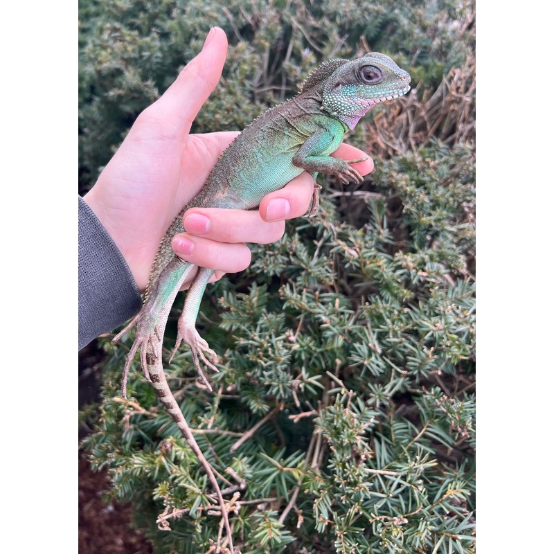 Adult Chinese Water Dragon (Female)