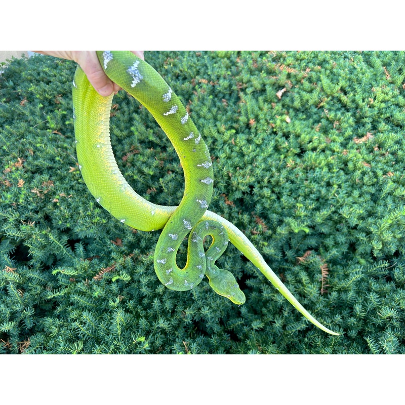 Adult Emerald Tree Boa (Male 1)