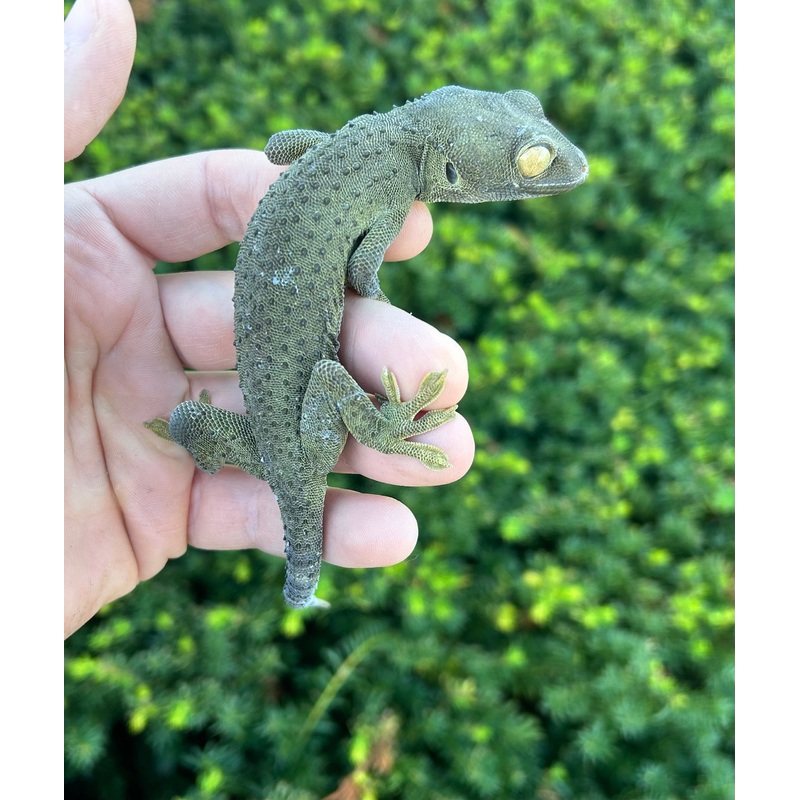 Adult Patternless Tokay Gecko (Female 1)