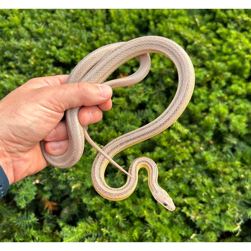 Adult Striped Ghost Corn Snake (Male 2)