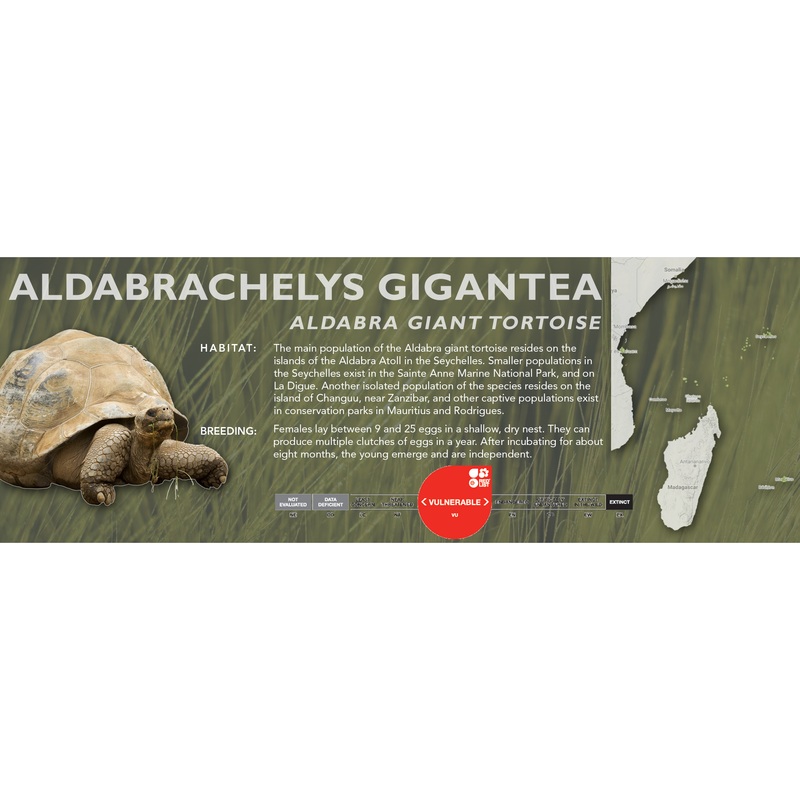 Aldabra Giant Tortoise (Aldabrachelys gigantea) – Classic Vivarium Label