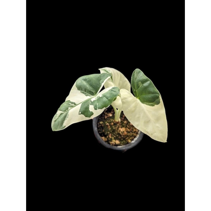 Alocasia macrorrhiza variegata