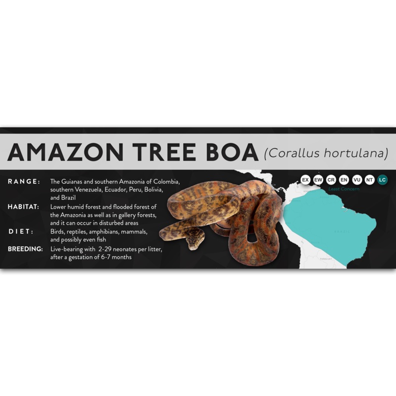 Amazon Tree Boa (Corallus hortulana) – X Label Laminated Paper