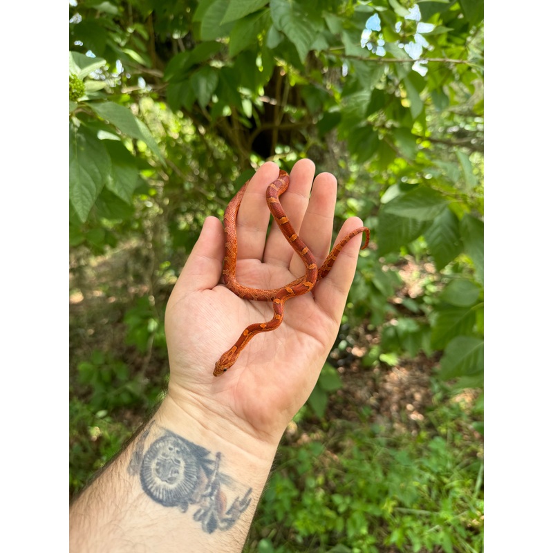Baby Bloodred Cornsnake