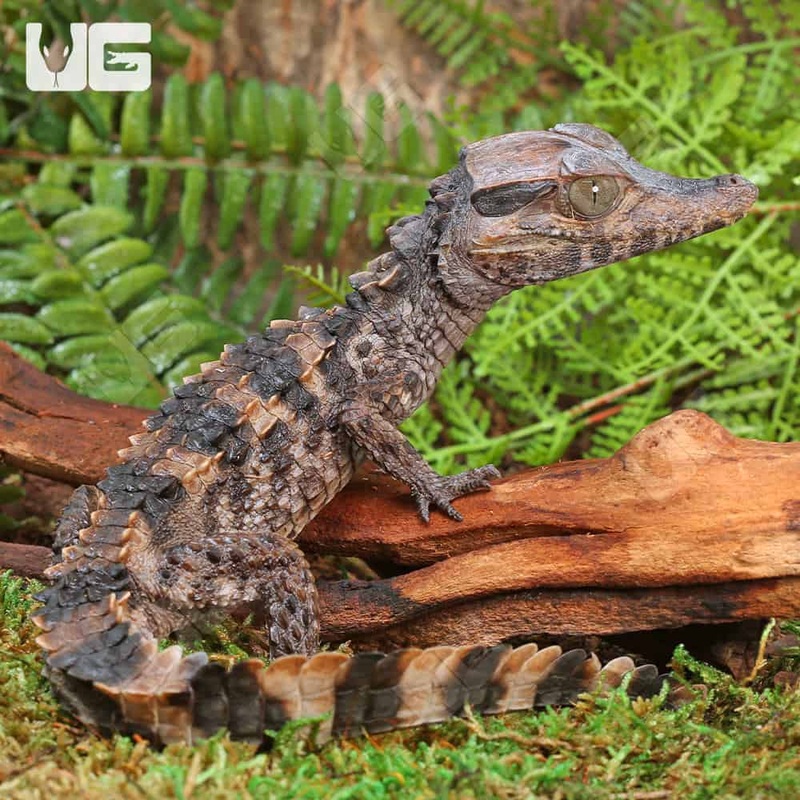 Baby-Smooth-Fronted Caimans For Sale