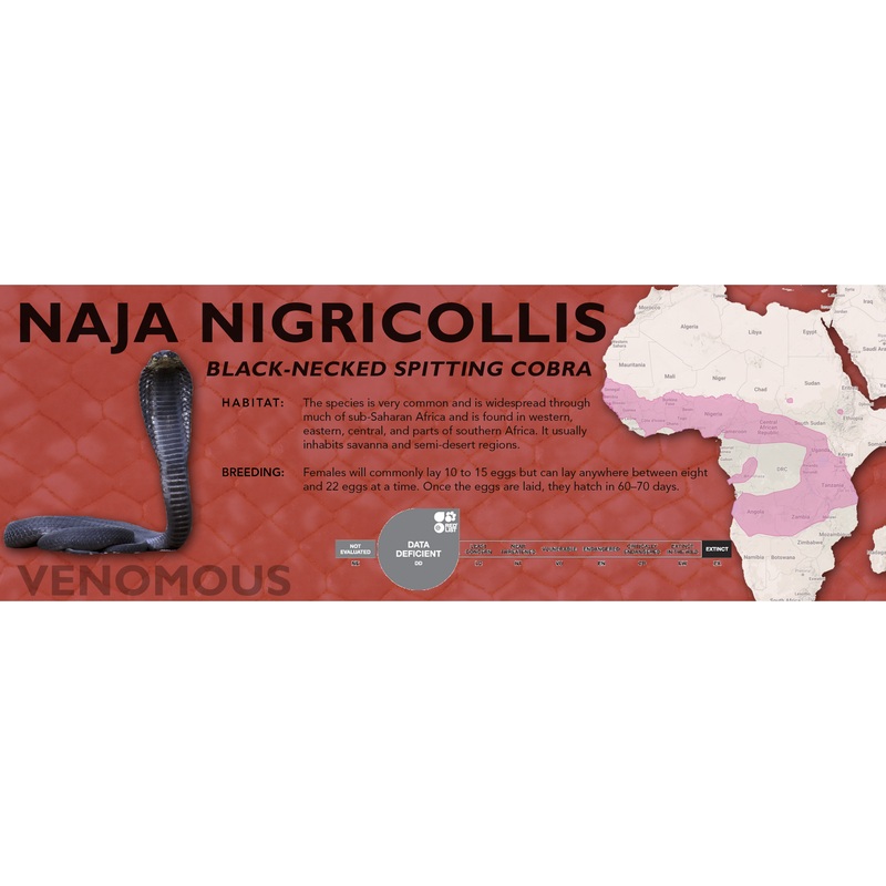 Black-Necked Spitting Cobra (Naja nigricollis) Classic Vivarium Label Original