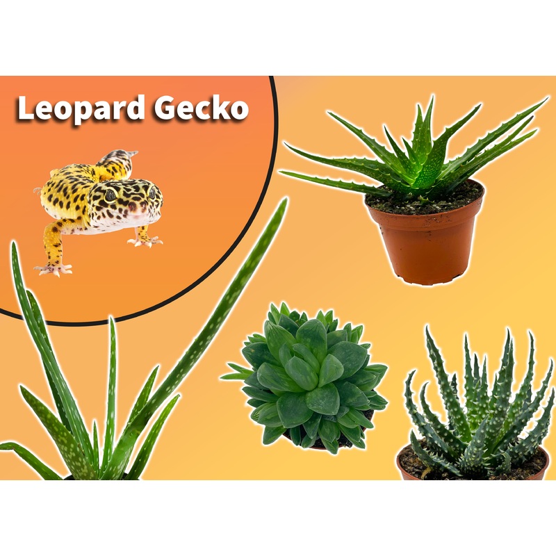 Leopard Gecko Starter Plant Pack