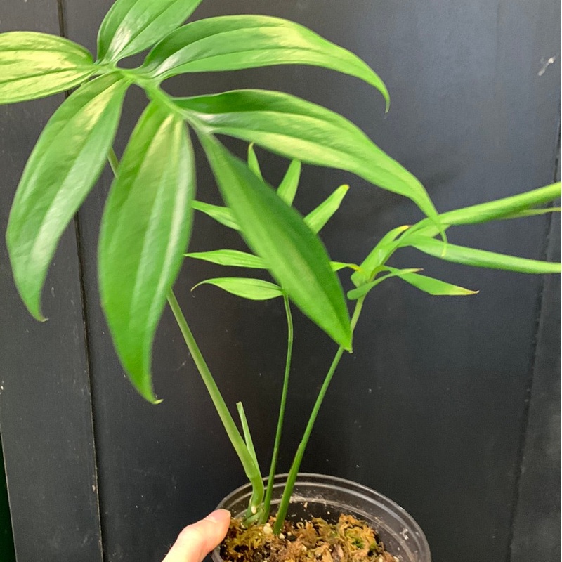 Monstera subpinnata Large
