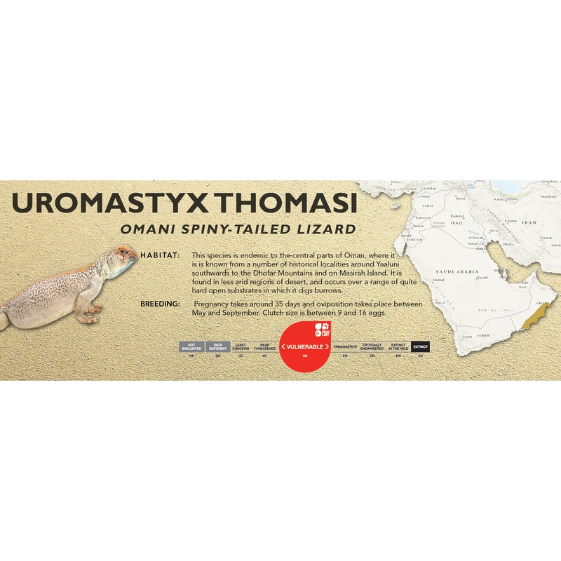 Omani Spiny-Tailed Lizard (Uromastyx thomasi) Classic Vivarium Label