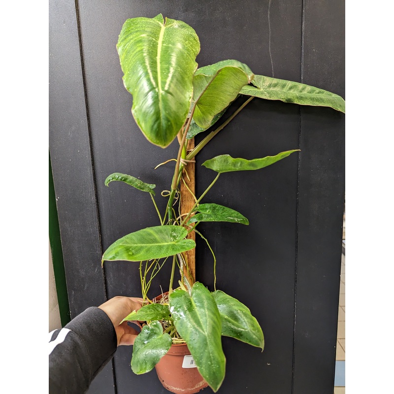Philodendron paraiso verde (reverted) Medium