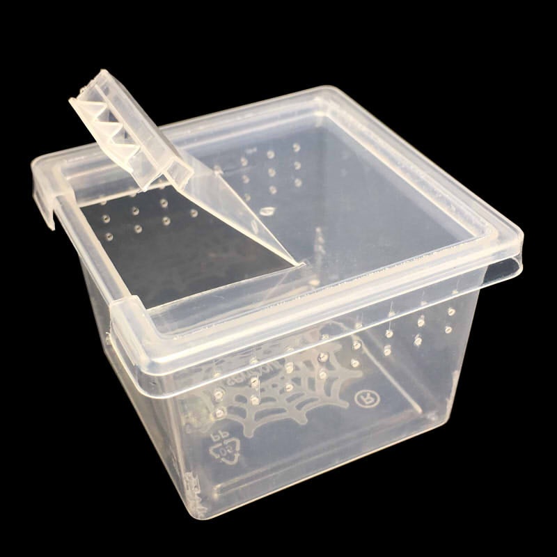 Spider Terrarium – Cube