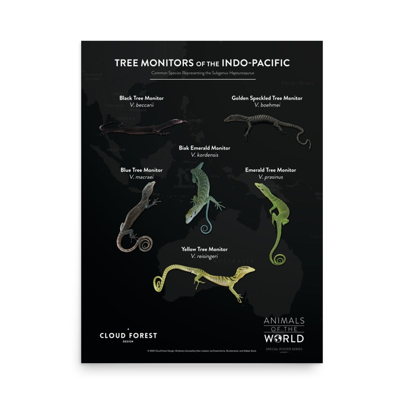 Tree Monitors of the Indo-Pacific – 18″ x 24″ Poster – Animals of the World Poster Series #5