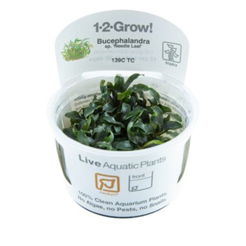 Tropica Bucephalandra sp. ‘Needle Leaf’ 1-2-Grow