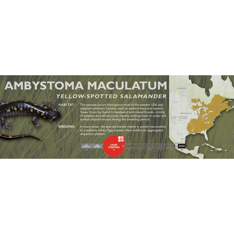 Yellow-Spotted Salamander (Ambystoma maculatum) – Classic Vivarium Label