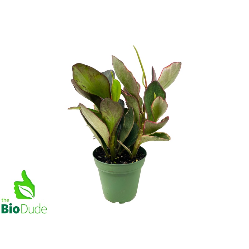 4″ Pot Peperomia Ginny