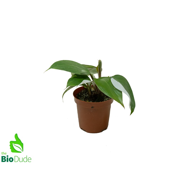 4″ Pot Philodendron White Knight