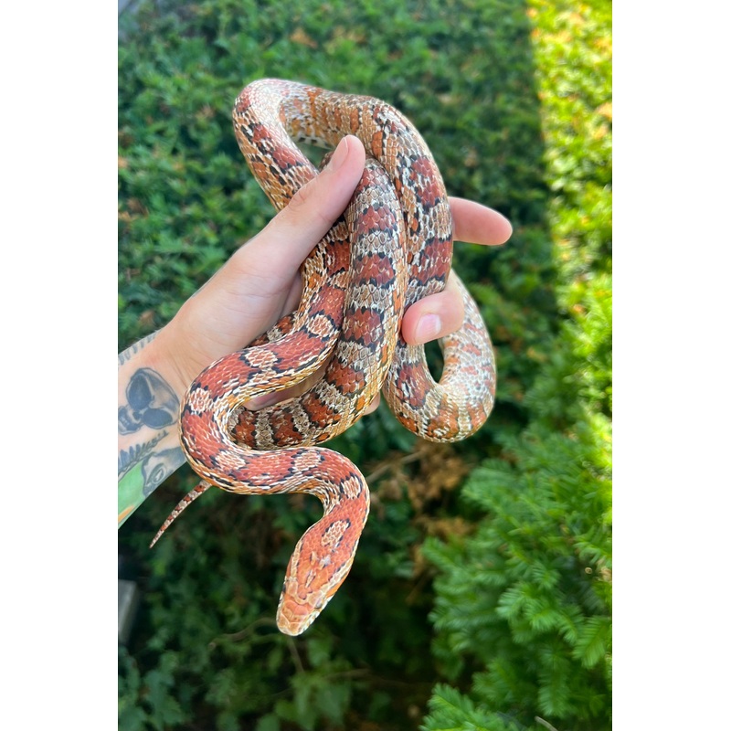 Adult Corn Snake (Male 1)