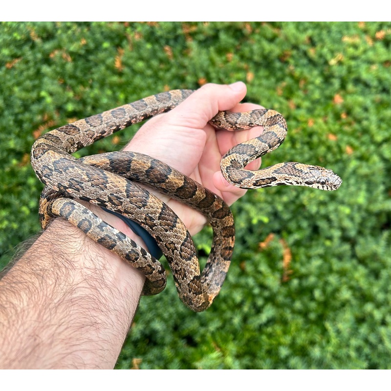 Adult Eastern Milksnake (Male)