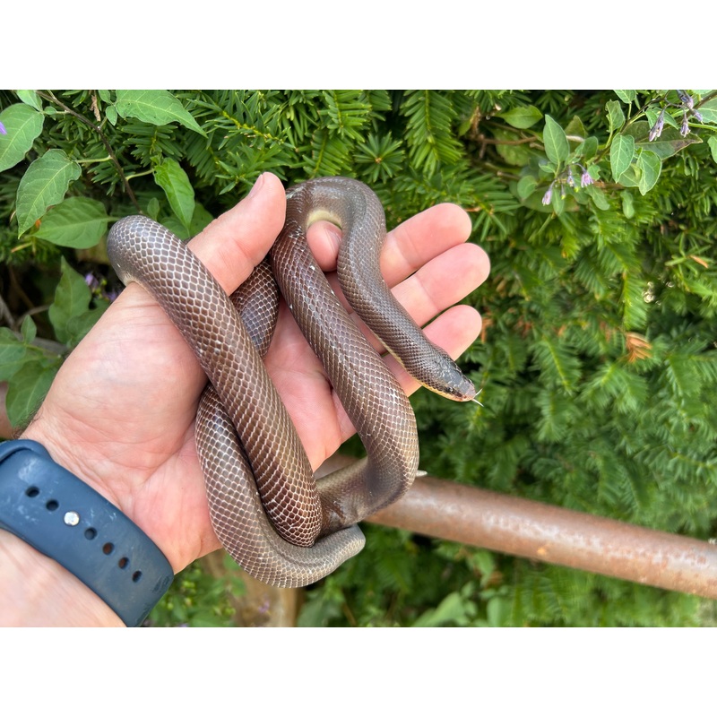 Adult New World Burrowing Python (Male 2)