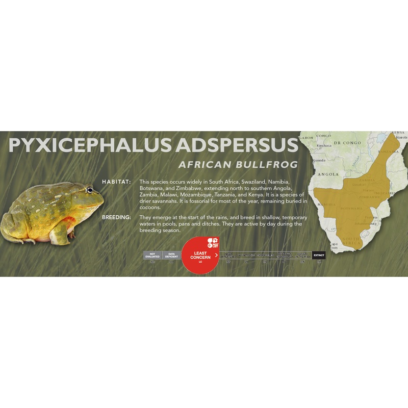 African Bullfrog (Pyxicephalus adspersus) – Classic Vivarium Label
