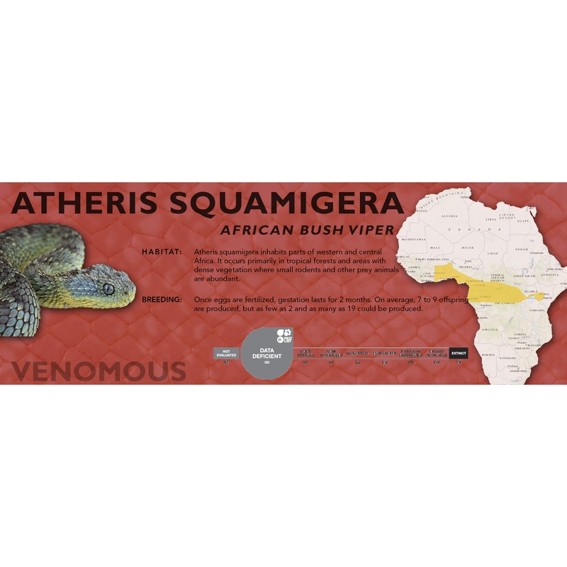 African Bush Viper (Atheris squamigera) Classic Vivarium Label Green Original