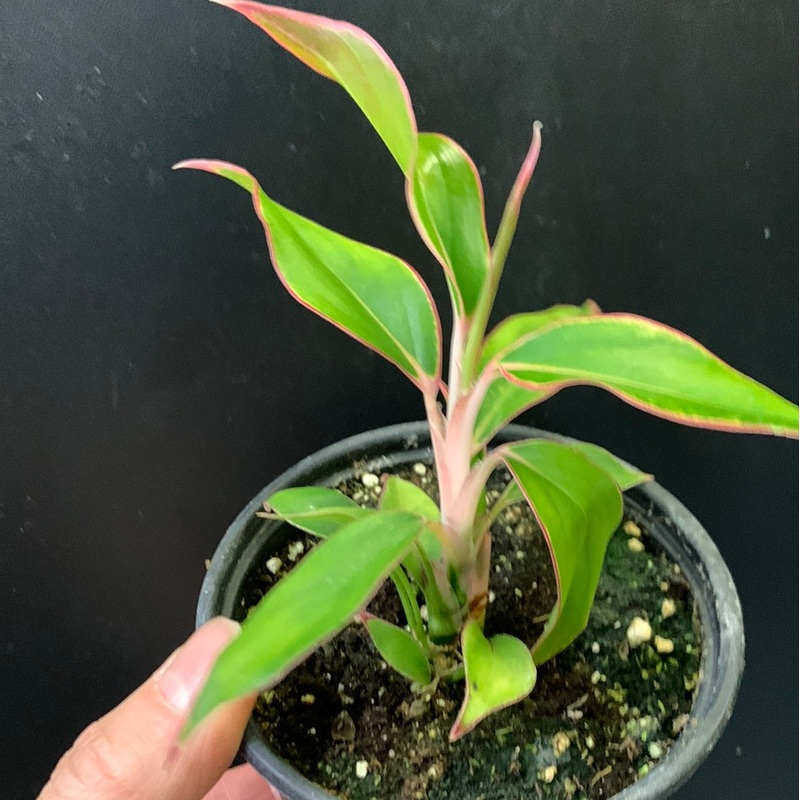Aglaonema Red Gold