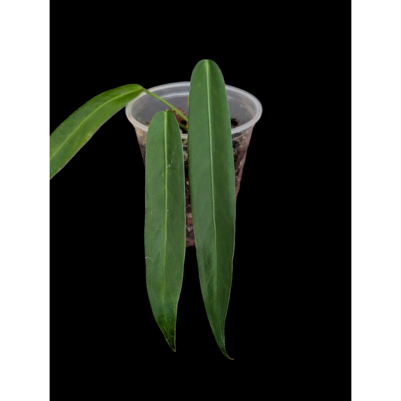 Anthurium pallidiflorum