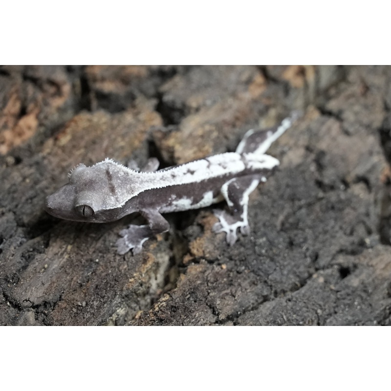Axanthic lily white 05