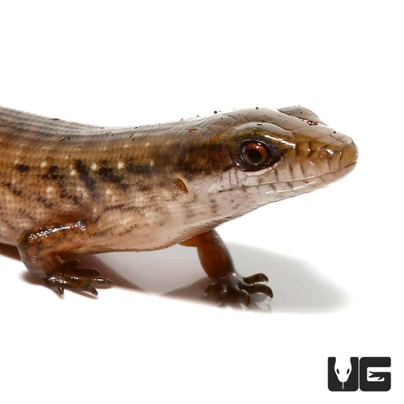 Baby Giant Hatian Galliwasps (Celestus warreni) For Sale
