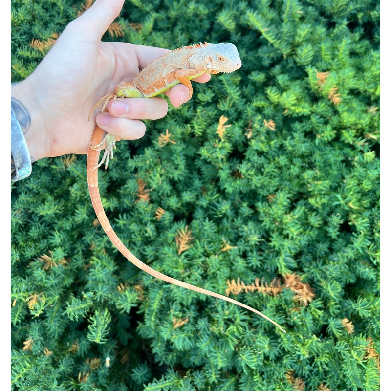 Baby Orange Sunbust Zero Green Iguana (4)