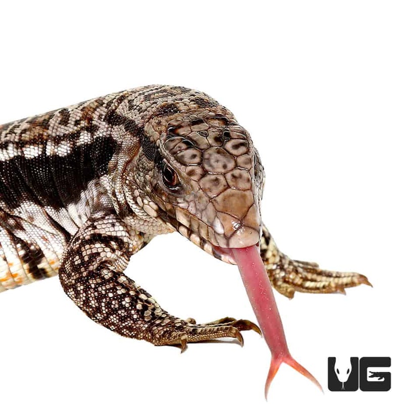 Baby Super Blue Tegu For Sale