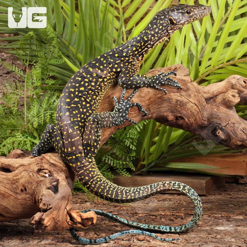 Blue Tail Monitor For Sale