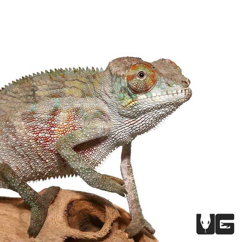 Colorful Ambilobe Panther Chameleons For Sale