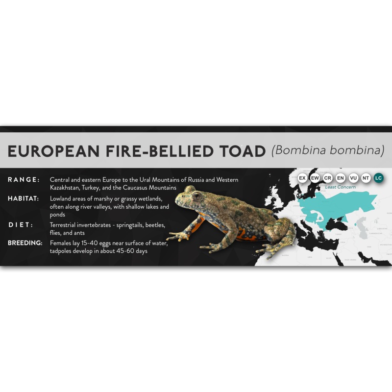 European Fire-Bellied Toad (Bombina bombina) – X Label Laminated Paper