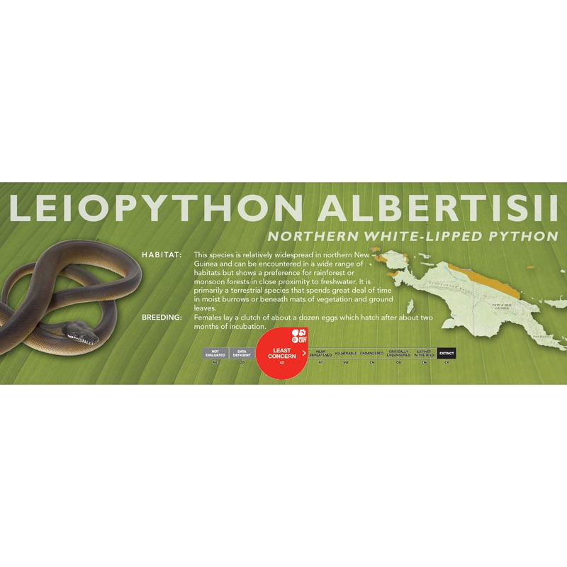 Northern White-Lipped Python (Leiopython albertisii) Classic Vivarium Label
