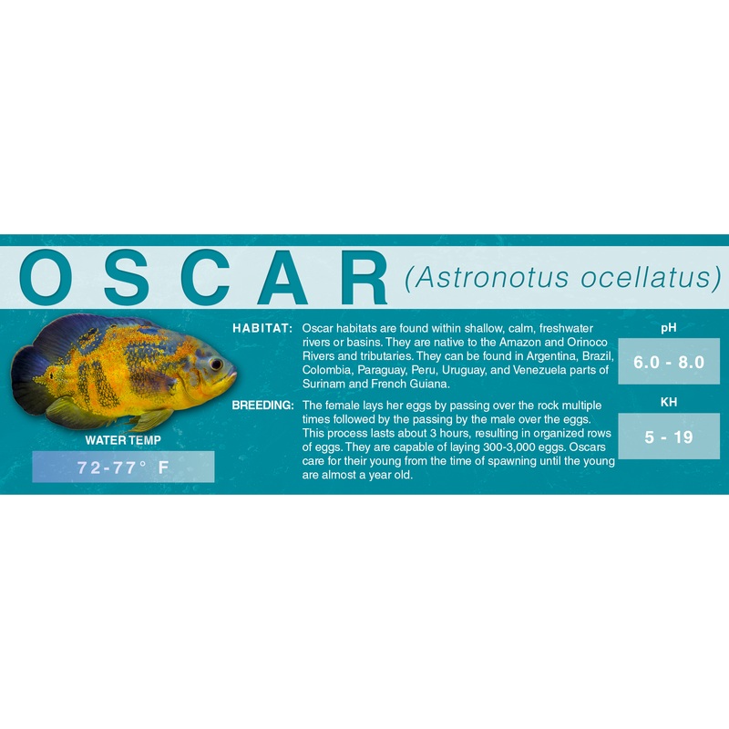 Oscar (Astronotus ocellatus) – Classic Aquarium Label Standard Size (7″x 2.5″)