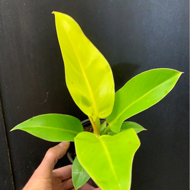 Philodendron ‘Moonlight’ 3.5″ Pot