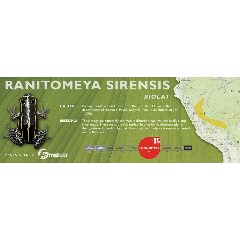 Ranitomeya sirensis – Classic Vivarium Label Biolat
